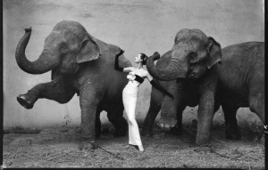 avedon-elephant-picture1